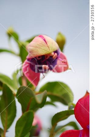 ホクシャ咲き始め 2730556