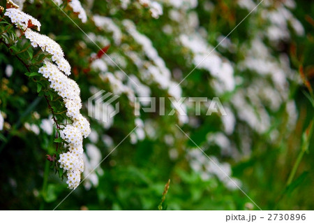 こでまりの花 こでまりの花 2730896
