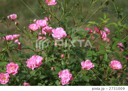 ミニバラ【ほほえみ】 2731009