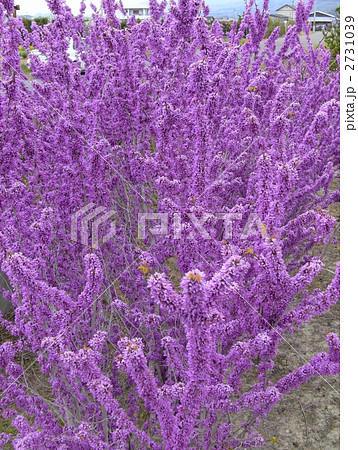 きれいなハナズオウ 2731039