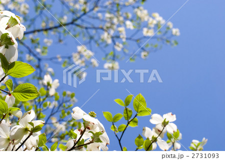 白いハナミズキの花と青空 2731093