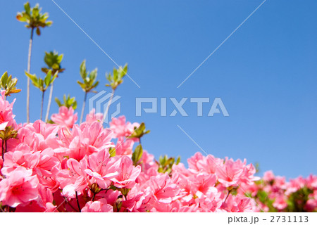 クルメツツジの花と青空 クルメツツジの花と青空 2731113