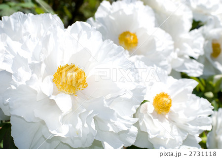 白い牡丹の花の写真素材