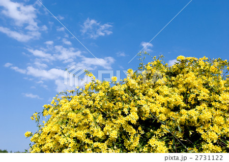 カロライナジャスミンの花と青空 カロライナジャスミンの花と青空 2731122