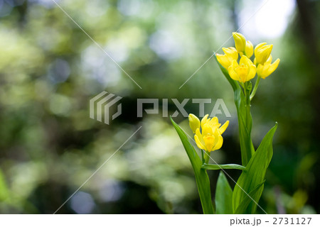 キンランの花 2731127