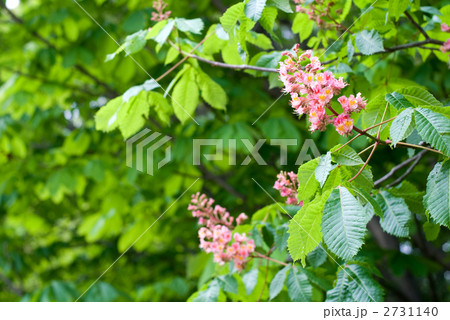 アカバナトチノキの花 アカバナトチノキの花 2731140
