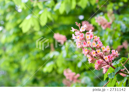 アカバナトチノキの花 アカバナトチノキの花 2731142
