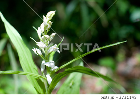 ギンランの花 2731145