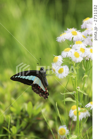 アオスジアゲハ 2731182