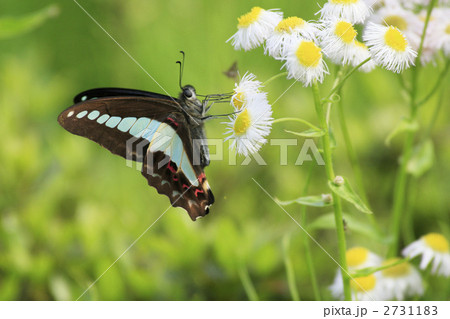 アオスジアゲハ 2731183