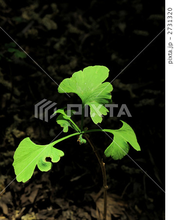 イチョウの若木 イチョウの若木 2731320