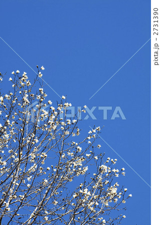 青空にキタコブシの白い花 2731390