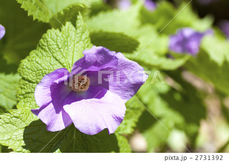 シラネアオイ 2731392