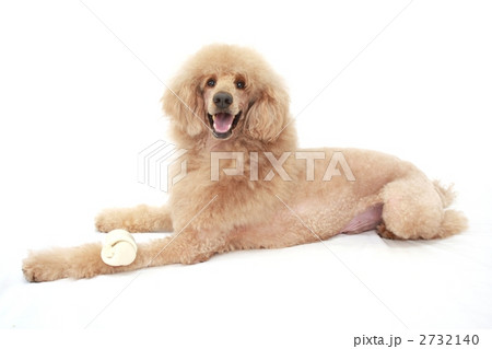 ガムで歯磨き ガムで歯磨き 2732140