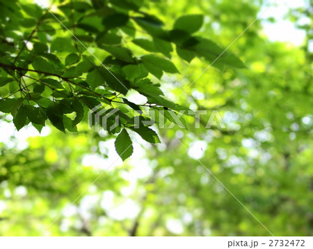 若葉 2732472