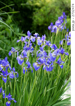 アヤメ アヤメ 2732474