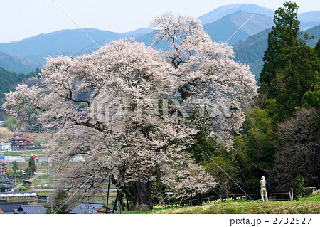 小奴可要害桜 小奴可要害桜 2732527