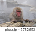 猿の温泉　Snow monkeys　（接写） 2732652