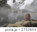 猿の温泉　Snow monkeys　（全景） 2732653