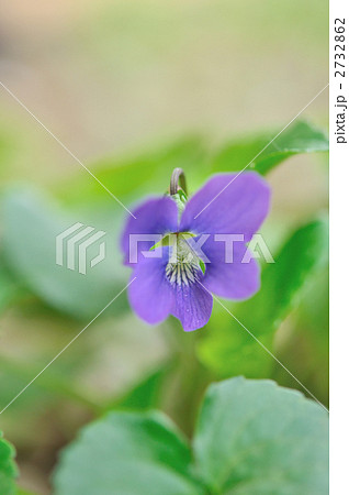 スミレ 2732862