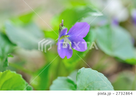 スミレ スミレ 2732864