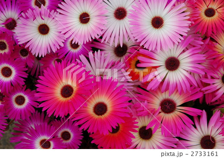 ガーベラ ガーベラ 2733161