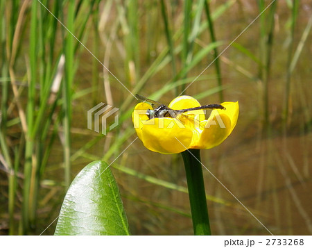 タベサナエ タベサナエ 2733268