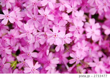 一面の芝桜 2733477