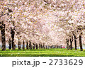桜吹雪 2733629