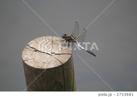 シオカラトンボ 2733681