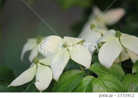 ヤマボウシの花 2733912