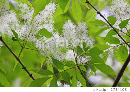 アオダモの花 2734108