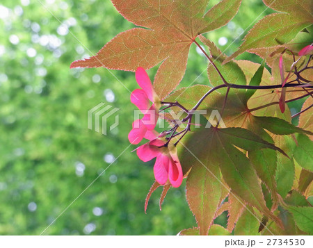 もみじの花 2734530