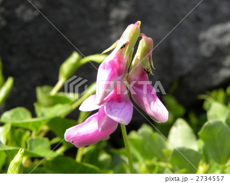 稲毛海岸の護岸に咲くハマエンドウ 2734557