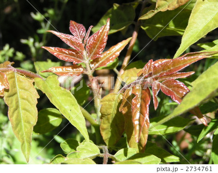 頂芽だけが「山菜の王」と言われる味がするタラの芽 頂芽だけが「山菜の王」と言われる味がするタラの芽 2734761