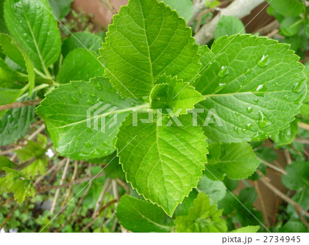 春　紫陽花の新葉 2734945