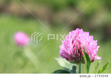 アカツメクサ 2735049