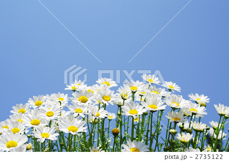 さわやかマーガレット 2735122