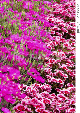 ダイアンサス 2735512