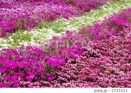 ダイアンサス 2735521