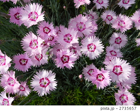 かわいいピンクの花　ダイアンサス( ナデシコ )　 2735657