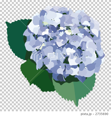 藍色繡球 矢量圖 繡球花 2735690