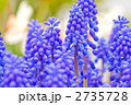 ムスカリ 2735728