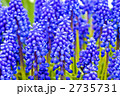 ムスカリ 2735731