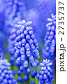 ムスカリ 2735737