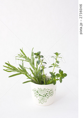 エッグスタンドとハーブ 2736046