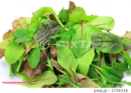 ベビーリーフ 2736338