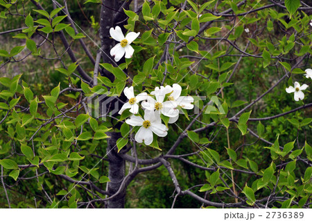 ハナミズキ ハナミズキ 2736389