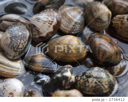 あさり 2736412