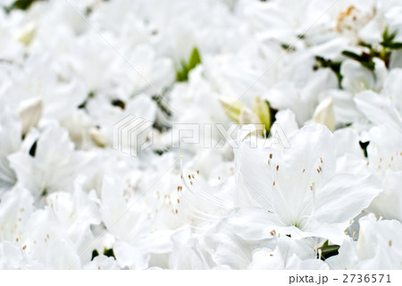 白い琉球ツツジの花 白い琉球ツツジの花 2736571